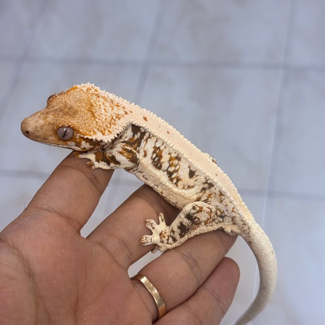 Lilly White