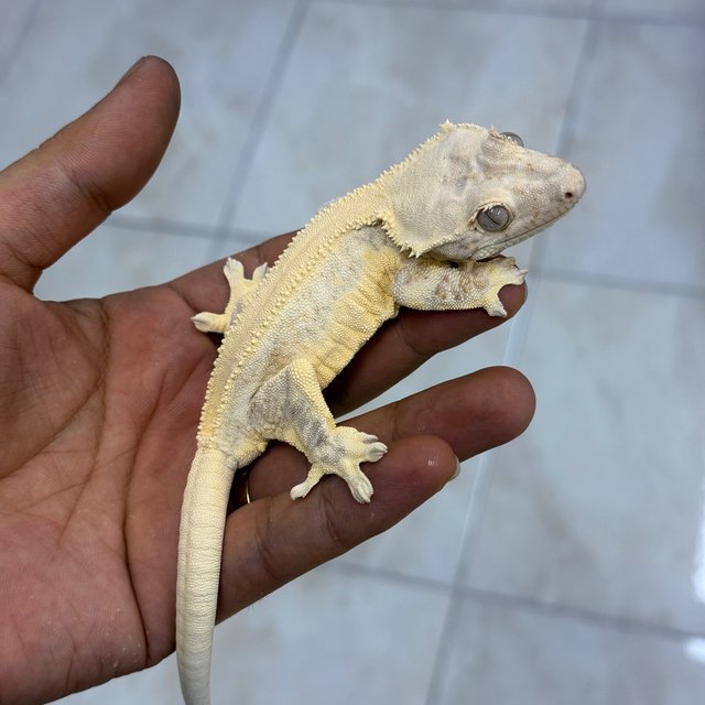 Lilly White