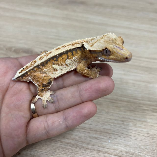 노멀 트라이