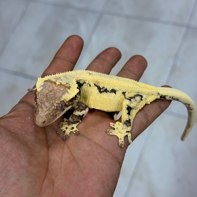 Frappuccino 100% Het Axanthic