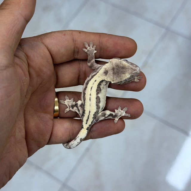 Axanthic Super Sable LW