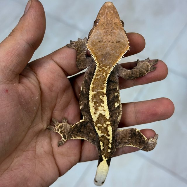 Cappuccino 100% Het Axanthic