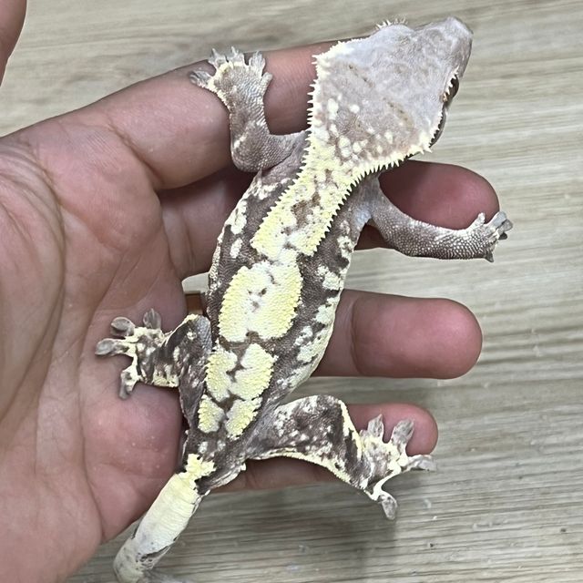 카푸치노