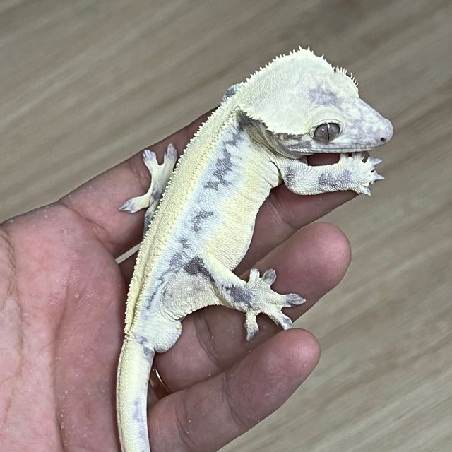 릴리 세이블