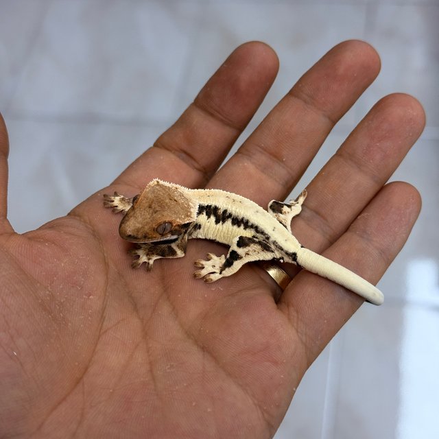 프라푸치노 100%헷아잔틱