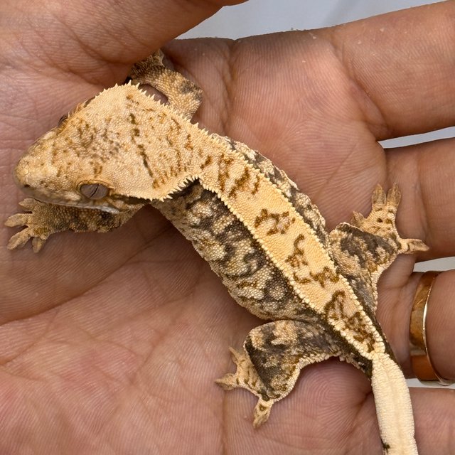 Normal 100% Het Axanthic