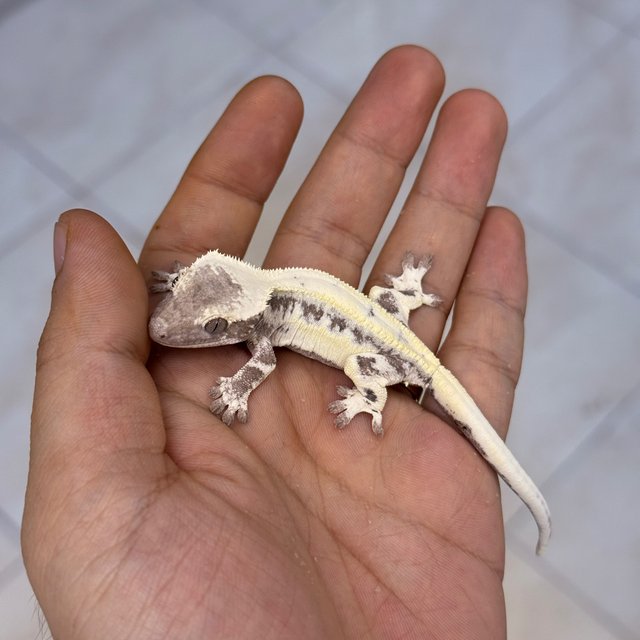 Axanthic LW Sable