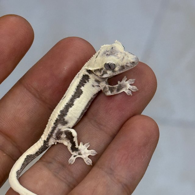 LW Sable Axanthic