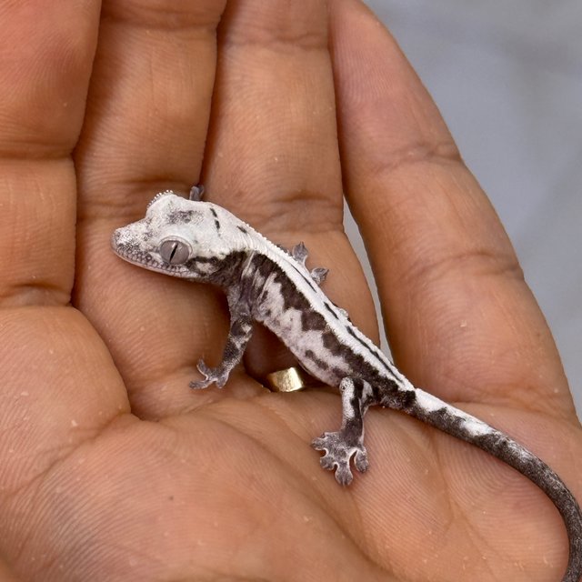 Super Sable LW Axanthic