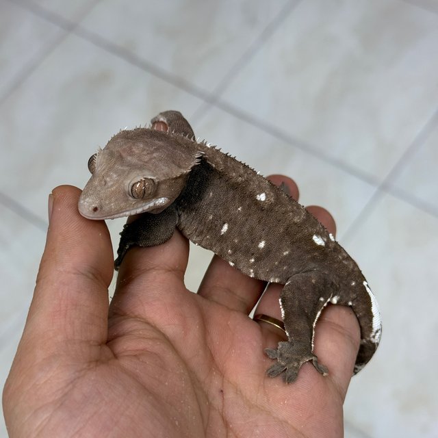Axanthic