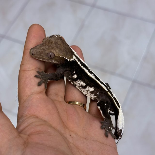 Axanthic