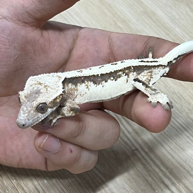 세이블