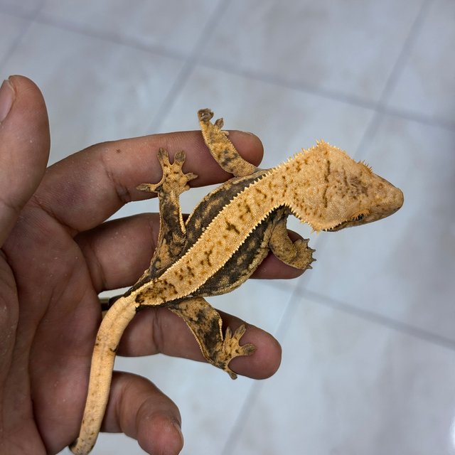100% Het Axanthic Normal