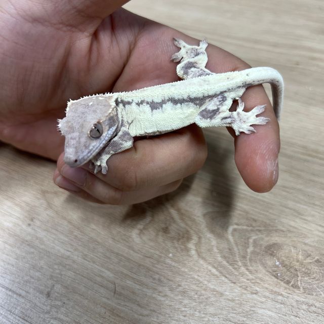 프라푸치노