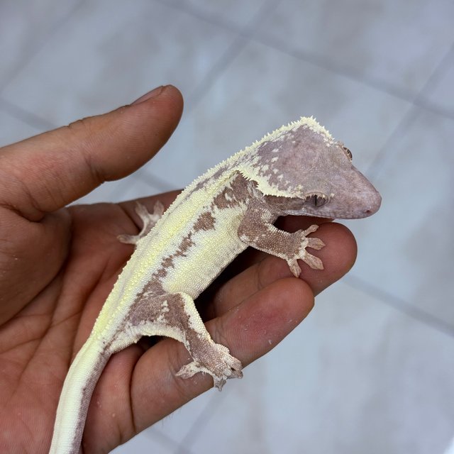 LW Sable 100% Het Axanthic
