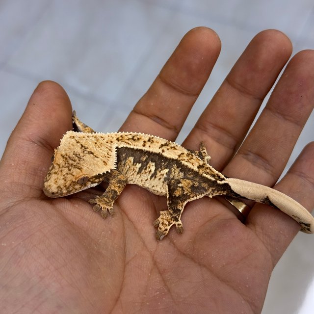 100% Het Axanthic Normal