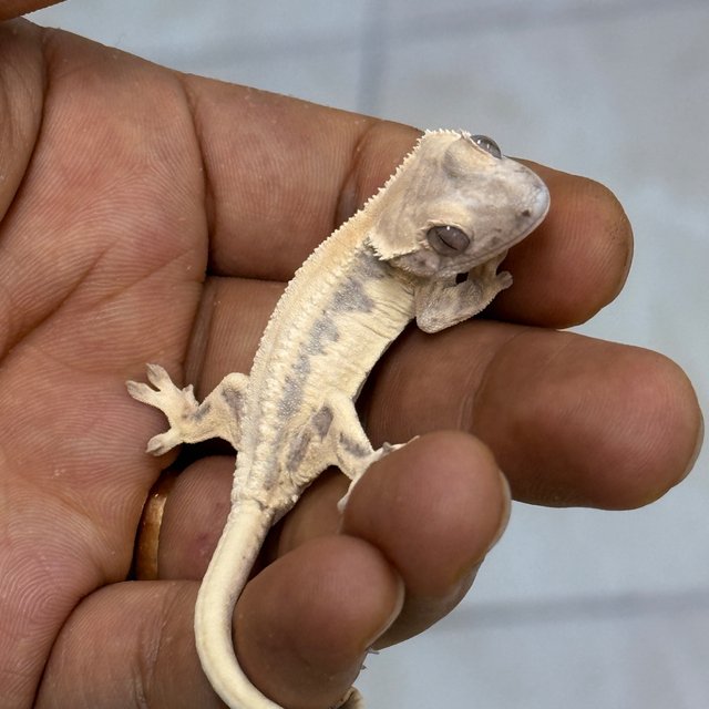 LW Sable 100% Het Axanthic