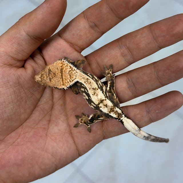 100% Het Axanthic Sable