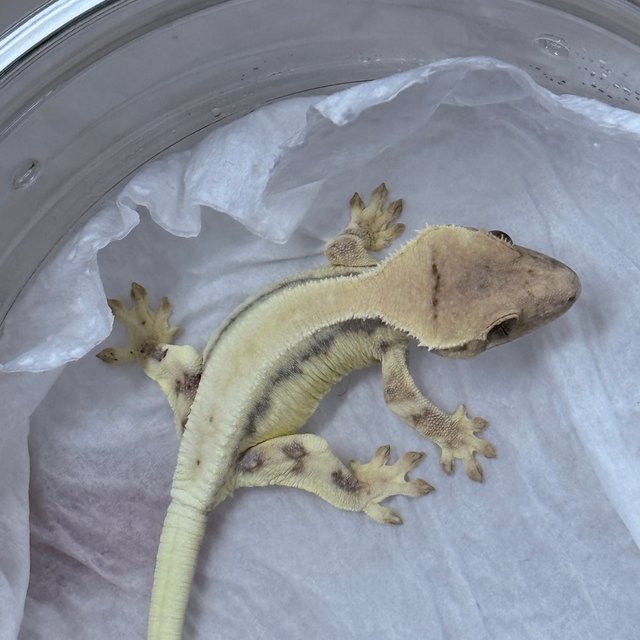 LW Sable 100% Het Axanthic