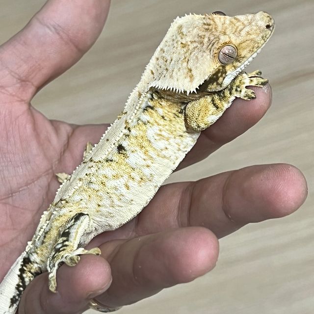SPT 노멀