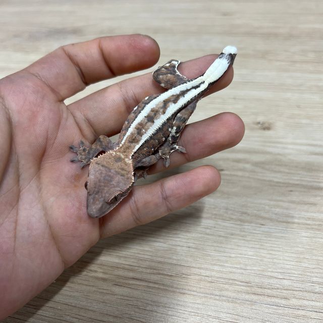 카푸치노