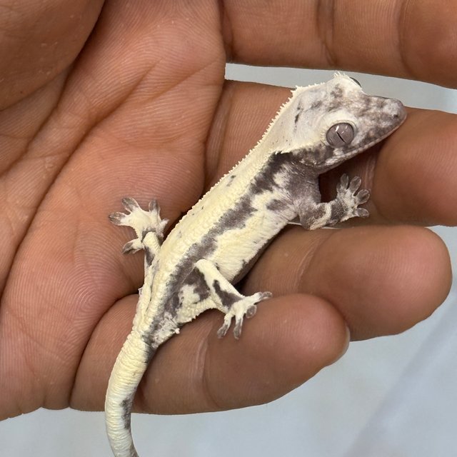 아잔틱 릴리 세이블