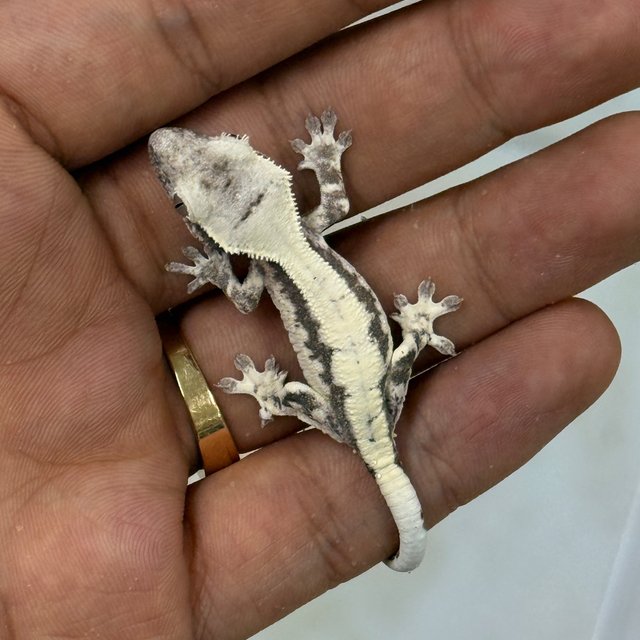 Axanthic LW Sable