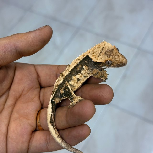 100% Het Axanthic Normal