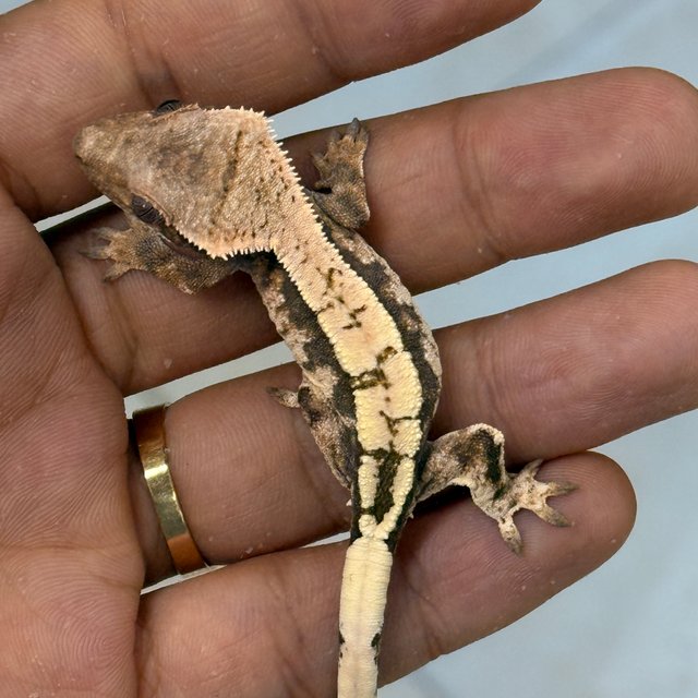 Sable 100% Het Axanthic