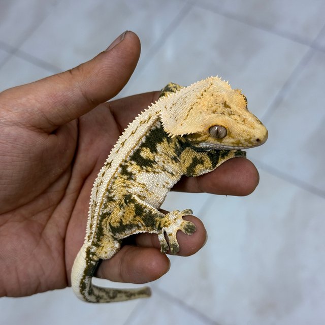 Normal