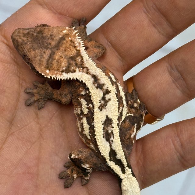 100% Het Axanthic Sable