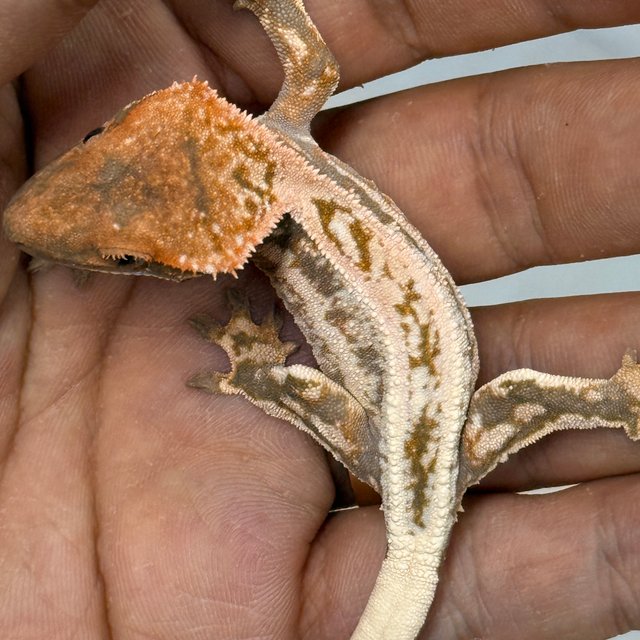 100% Het Axanthic Sable