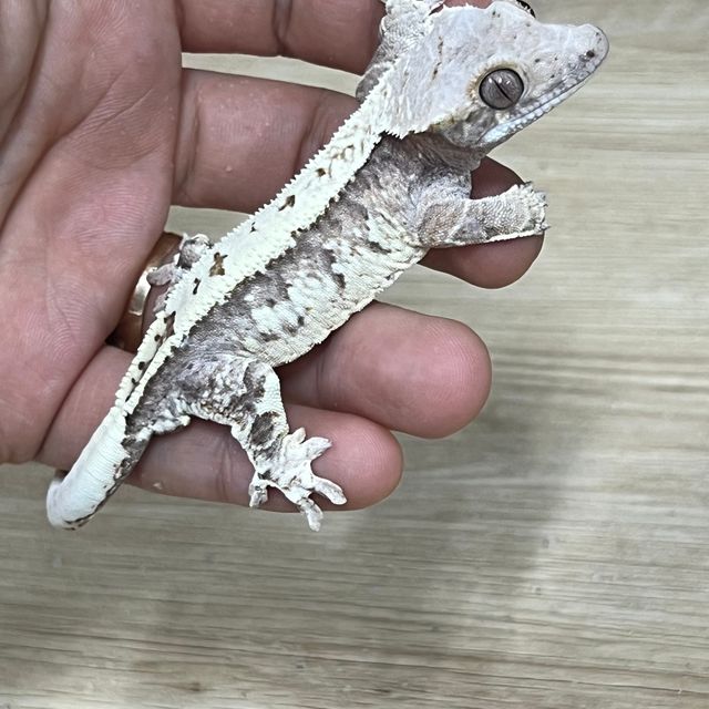 카푸치노
