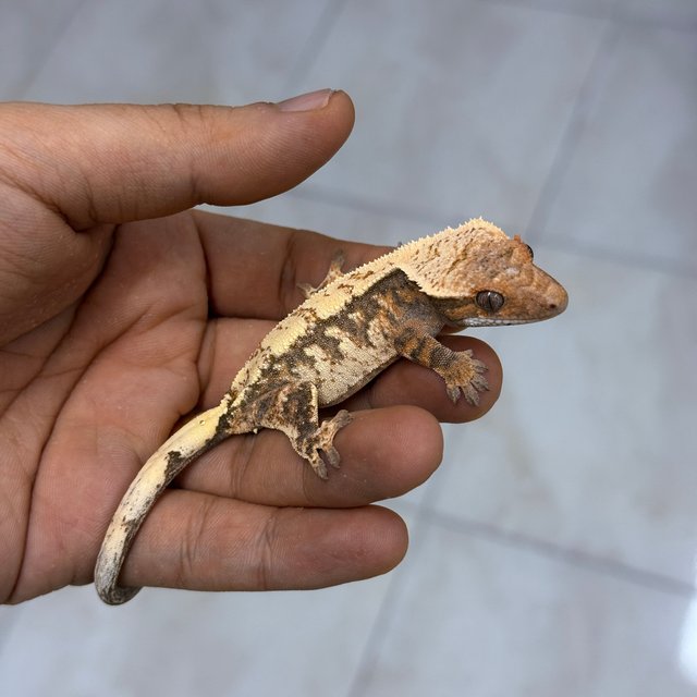 세이블 100%헷아잔틱