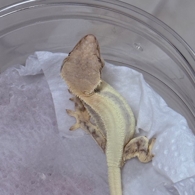 LW Sable 100% Het Axanthic