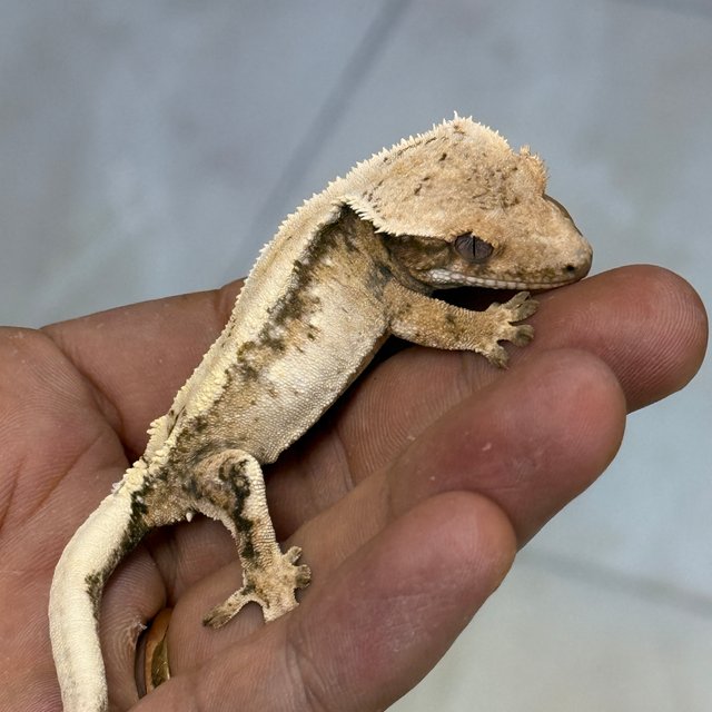 Sable 100% Het Axanthic