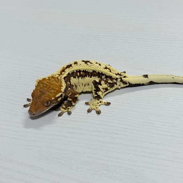 카푸치노