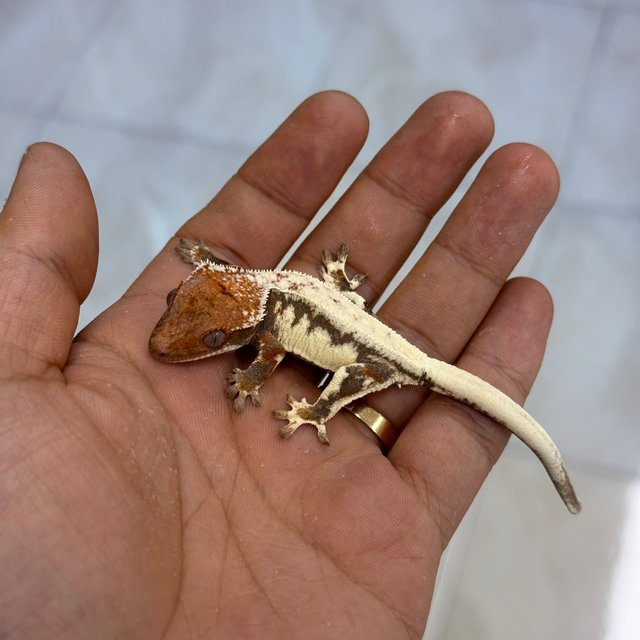 LW Sable 100% Het Axanthic