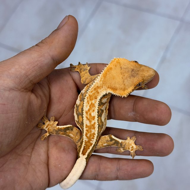 Normal