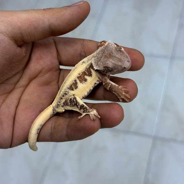 Lilly White Chocho