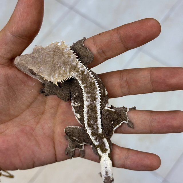 Axanthic