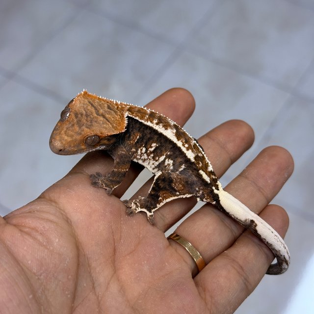 Cappuccino 100% Het Axanthic