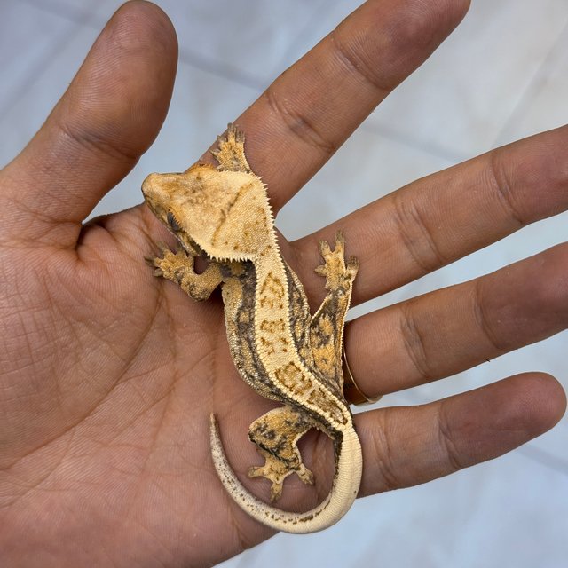 Normal 100% Het Axanthic