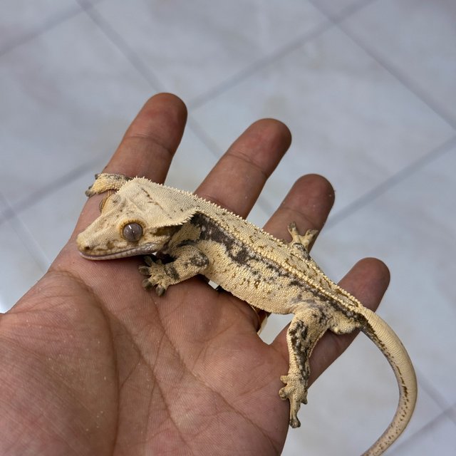 Normal 100% Het Axanthic