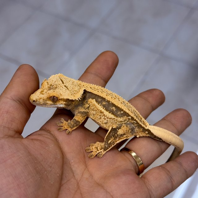 Normal 100% Het Axanthic