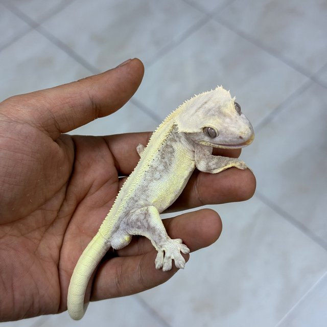 Lilly Axanthic