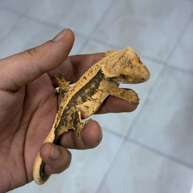 100% Het Axanthic Normal