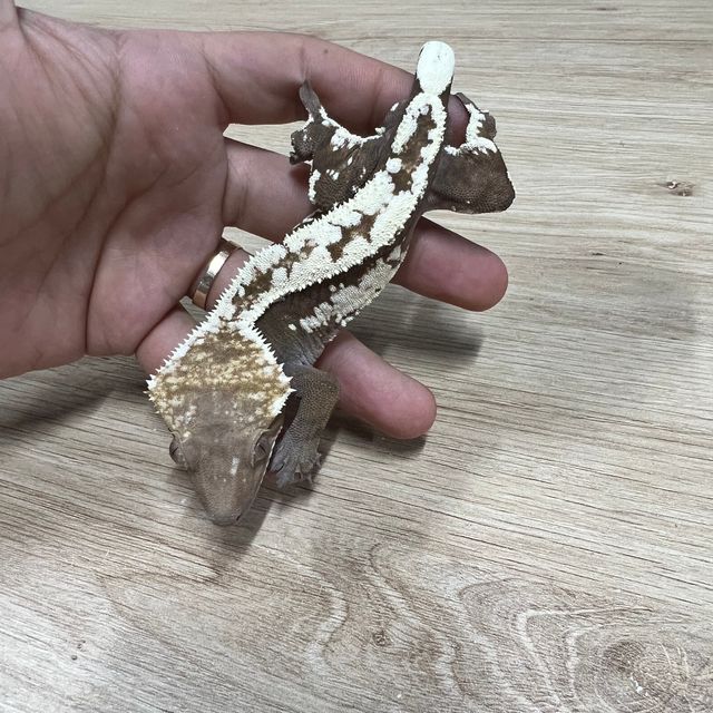 세이블