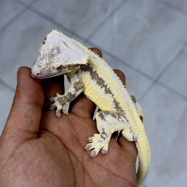 Lilly Axanthic
