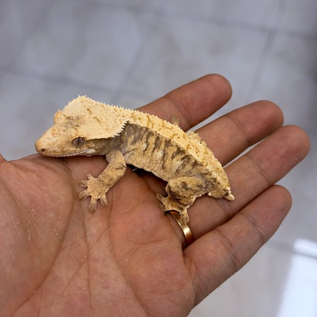 100% Het Axanthic